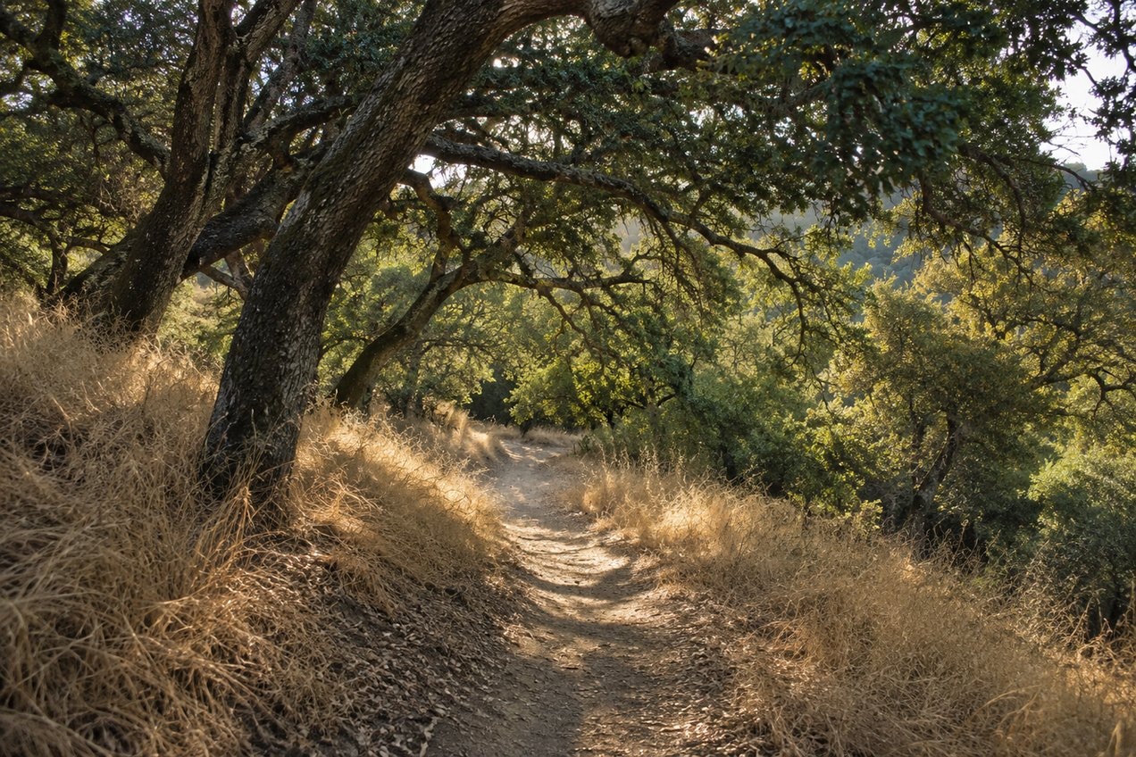 A dirt footpath beneath spreading oak branches beside dry golden grass.